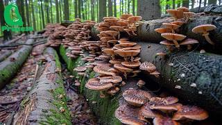 Japanese Farmers Harvest Millions of Shiitake Mushroom This Way - Advanced Shiitake Cultivation