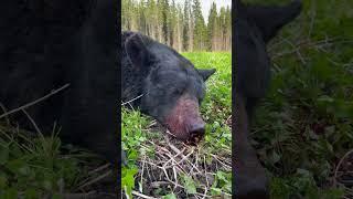 Valley of the Bears 2024 Alberta Bear Hunt @Cabela-s @CabelasHunting #cabelas  #cabelasinstinct