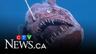 Rare deep-sea fish known as the black seadevil captured on camera