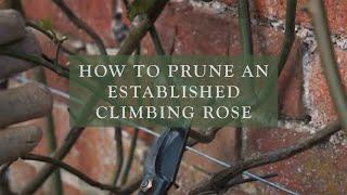 How To Prune An Established Climbing Rose by David Austin Roses