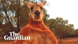 Remembering Roger the ripped kangaroo