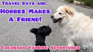 Travel Days and Hobbes Makes A Friend! ️ |  Solo VanLife + 