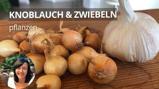 So pflanze ich Knoblauch & Zwiebeln im Herbst - im Topf