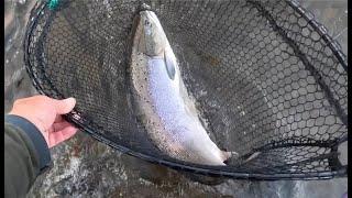 Salmon Fishing at Middle Pavilion 3rd September 2024