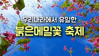 채널에 4분48초 버전도 새로 올렸습니다. (24년 10월) 가을여행, 붉은 메밀꽃밭은 어때요? (동강 붉은메밀꽃 축제) #영월여행 #메밀꽃축제 #강원도여행