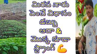 #మిరప #నారు నేల మీద పెంచే విధానం #mirchi #naru ఇలా పెంచండి #డబ్బులు save అవుతాయి #chilli #teja