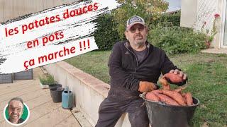 les patates douces en pots ça marche !!!