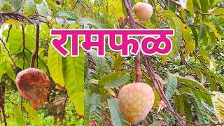 Ramfal | रामफळ | Travel Food and People | Pramod Wadavkar