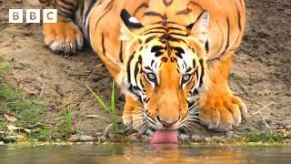 Bengal tiger mum's fierce hunt to feed her family | Asia - BBC