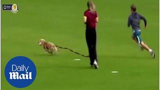 Hilarious moment cocker spaniel puppy invades cricket pitch and steals ball