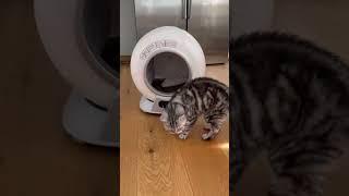 Sind automatische Katzentoiletten wirklich sicher ? #shorts