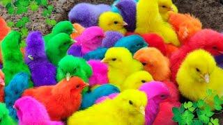 World Cute Chickens, Colorful Chickens, Rainbows Chickens, Cute Ducks, Cat, Rabbits,Cute Animals