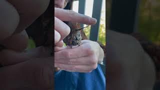 nursing a hummingbird back to life