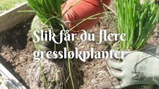 Slik får du flere gressløkplanter!