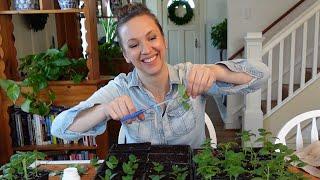 Propagating Snapdragons from Cuttings // Pinching Snapdragons for Free Plants // Northlawn