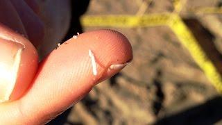 Teeny, Tiny Plastic Monsters: Microplastics in our Ocean