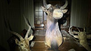 Abandoned house full of taxidermy! Urban exploring uk. The hunters house