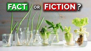 The TRUTH About Regrowing Veggies From Kitchen Scraps