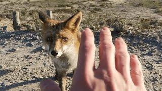 Wild Fox Encounter