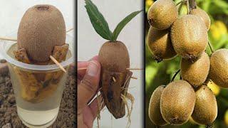 kiwi trees grow an kiwi fruit 100% success with banana and honey |