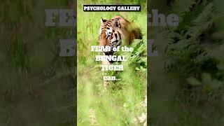 FEAR of the BENGAL TIGER can do THIS!!!  #shorts #shortsvideo #motivation #psychology