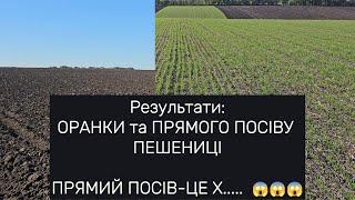 ПРЯМІ ПОСІВИ - ЦЕ ШЛЯ...., результати ОРАНКИ та ВСХОДІВ ПШЕНИЦІ