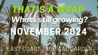 November 2024 Update | UK Tropical Garden | Palms and Tropical Plants | End of Season #garden #plant