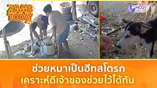 ช่วยหมาเป็นฮีทสโตรก  เคราะห์ดีเจ้าของช่วยไว้ได้ทัน (6 มี.ค. 68) | แซ่บทูเดย์