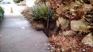 Trenchless Water Line Install Seattle