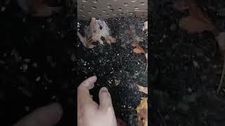 Composting for dummies series: Part 1! #compost #texasgarden #gardening