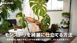 モンステラを綺麗に植え替える方法をご紹介！とあるアイテムを使って仕立て直します｜園芸｜観葉植物｜剪定不要