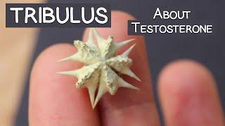 Tribulus Terrestris Review, Does It Increase "T"?