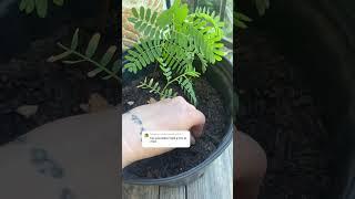 How to grow a tamarindo tree from seed  #homestead #fruittrees #tamarind #growyourown #shorts