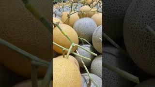 Serada kavun || Kavunun gelişim aşamaları #short #melon #agriculture #sera