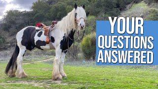 Want a draft horse? Here's what you should know.