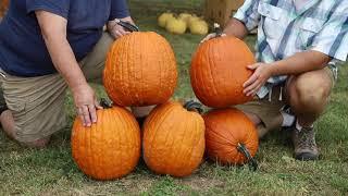 Pumpkin Jason F1 from Harris Seeds