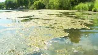 Pine River Watershed Video 2 Min