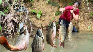 Amazing fishing skills - caught many stream fish to sell at the market