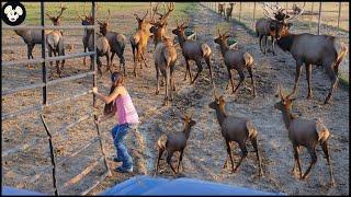 How American Farmers Raise 2 Million Elk - Elk Farms