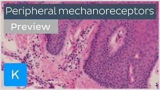 Peripheral mechanoreceptors (preview) - Human Histology | Kenhub