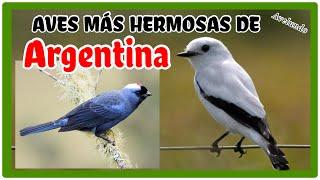 Aves más hermosas de Argentina