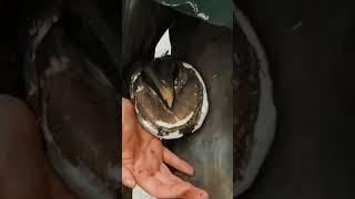 Cracked but clean and healthy horse hoof #shorts #asmr #satisfying