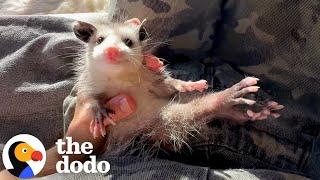 Injured Baby Opossum Does Daily Leg Exercises With Her Mom | The Dodo
