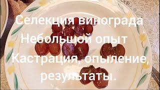 Селекция винограда.Кастрация опыление, результат. Развитие куста Пальмиры.