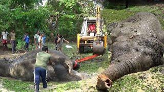 People who helped the elephant that fell into the reservoir after being shot. | Heroes in Action: