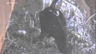 cute feeding (hare prey in nest) around 2:30pm