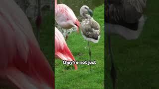 Flamingo Fact Frenzy!