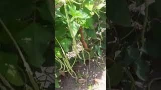 Green Long beans aka bora. #1 