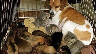 Mother Dog Fostering Kittens