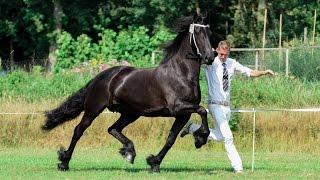 Fokdag Blauwhuis, Friesian Horse Uniek fan Goëngamieden